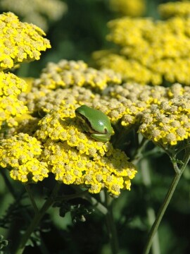 krwawnik-sassy-summer-lemon-5.jpg