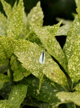 Pstre liście aukuby japońskiej 'Variegata'