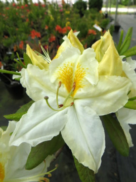 azalia-wielkokwiatowa-schneegold2.jpg