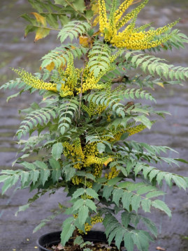 Mahonia pośrednia 'Winter Sun'