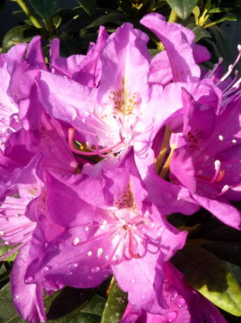 rozanecznik-purpureum-grandiflorum1.jpg