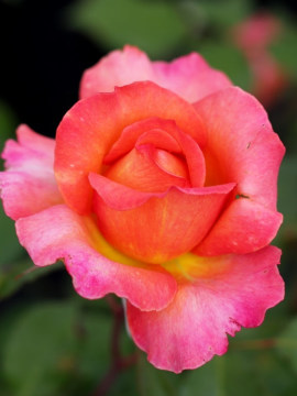roza-wielkokwiatowa-albrecht-durer-rose6.jpg