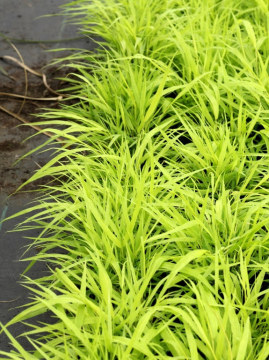 Hakonechloa smukła 'All Gold'