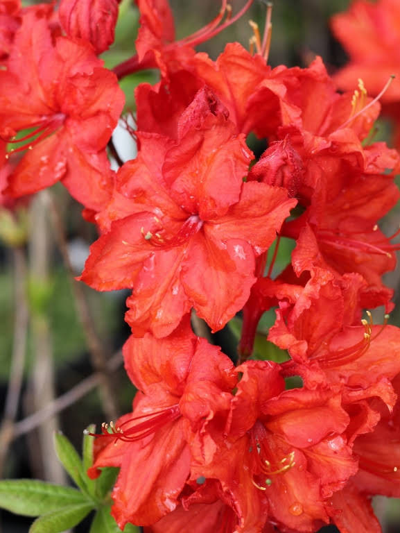 Azalia wielkokwiatowa 'Feuerwerk'