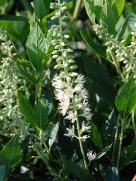 Orszelina olcholistna 'Hummingbird'