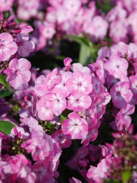 Floks wiechowaty Flame ® 'Pink Eye' 