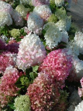 Hortensja bukietowa 'Pinkachu' PBR
