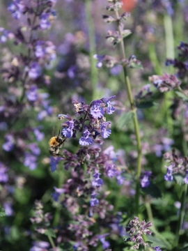 Kocimiętka Fassena 'Junior Walker'