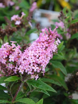 budleja-butterfly-candy-little-pink0.JPG