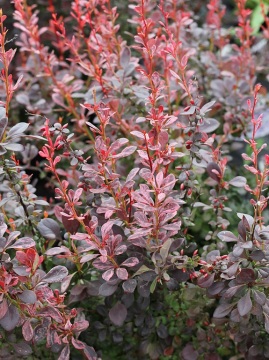 berberys-thunberga-rosy-rocket.jpg