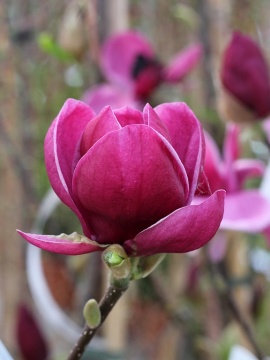 magnolia-genie-0.jpg