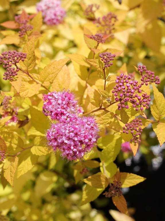 Tawuła japońska 'Goldmound'