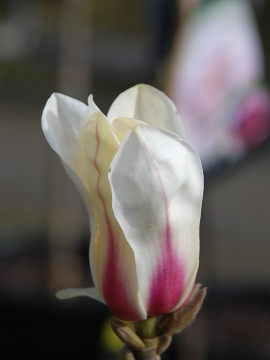 Magnolia 'Sunrise'