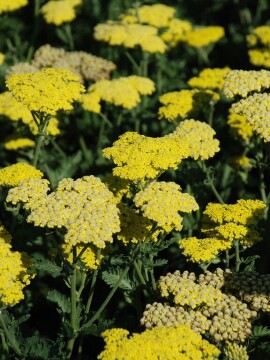Krwawnik pospolity 'Sassy Summer Lemon'
