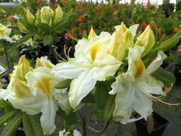 Azalia wielkokwiatowa 'Schneegold'