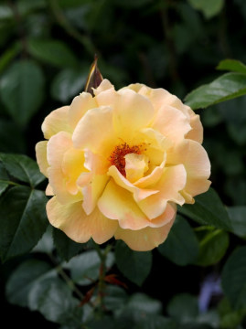 Róża pnąca 'Dukat' PBR