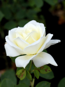 Róża wielkokwiatowa 'Polar Star'