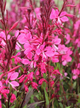 Gaura 'Flamingo Pink'