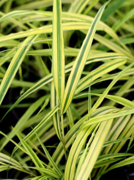 hakonechloa-smukla-aureola2.jpg