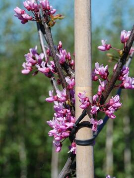 judaszowiec kanadyjski LAVENDER TWIST 'Covey'