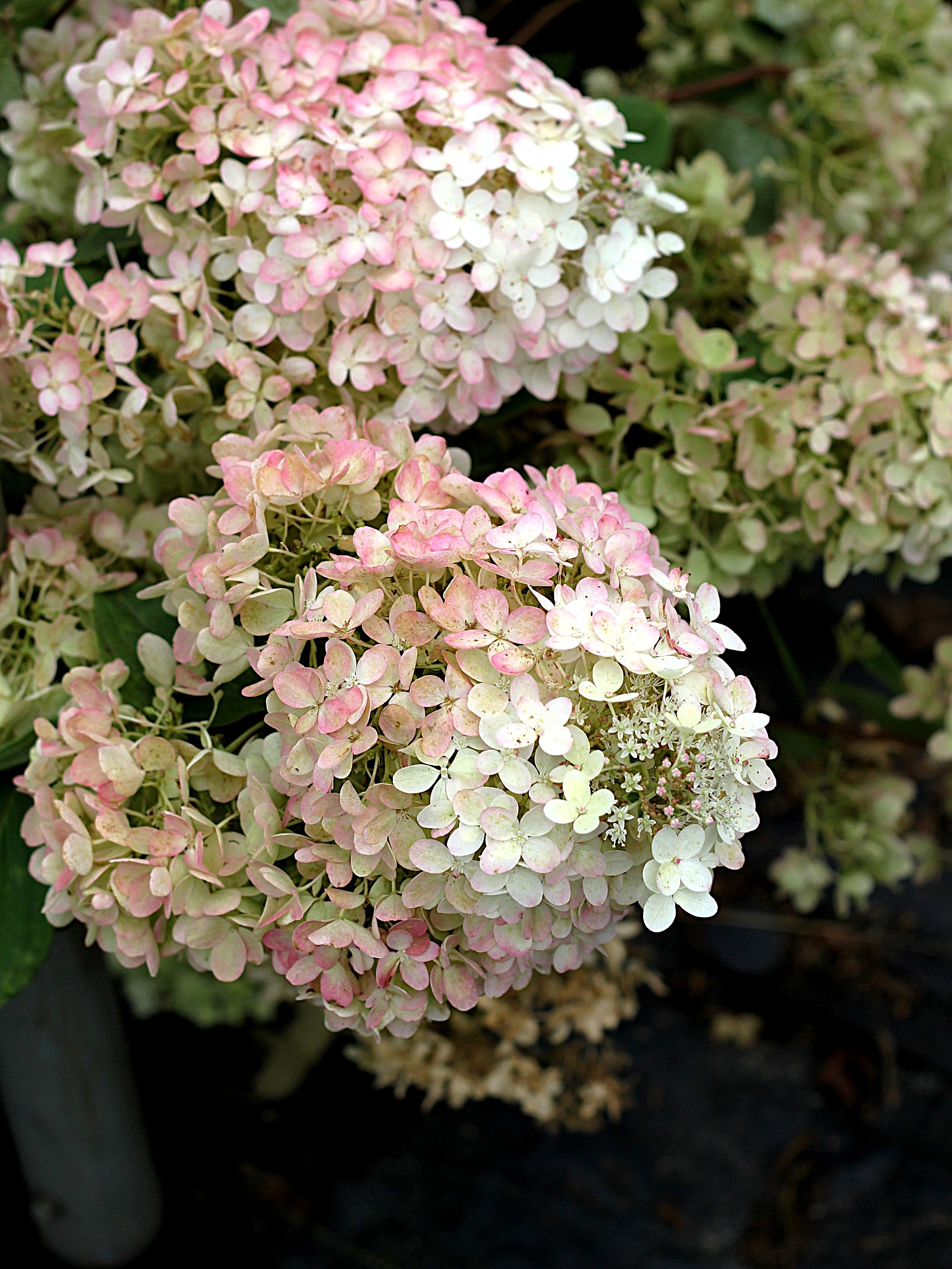 Hortensja bukietowa 'Grandiflora' - końcowa faza kwitnienia