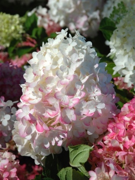 Hortensja bukietowa 'Pinkachu' PBR