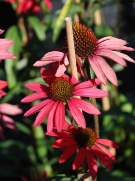 Jeżówka 'Glowing Dream' 