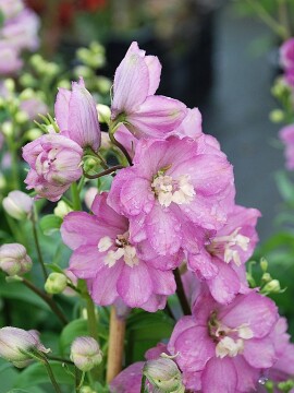 Ostróżka PACIFIC 'Astolat'