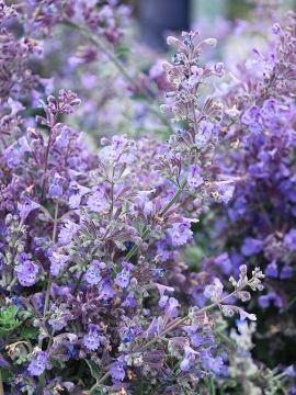 Kocimiętka Fassena 'Junior Walker'