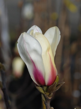 Magnolia 'Sunrise'