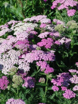 Krwawnik pospolity 'Pretty Belinda'