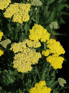 Krwawnik pospolity 'Sassy Summer Lemon'