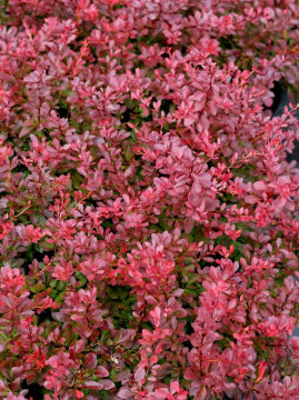 Berberys Thunberga 'Atropurpurea Nana'