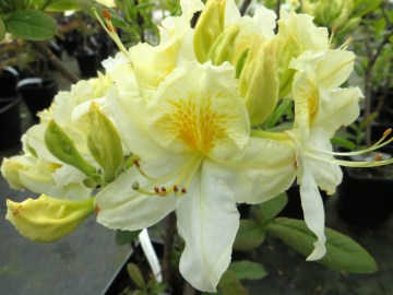 Azalia wielkokwiatowa 'Schneegold'