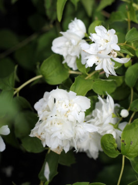 jasminowiec-snowbelle.jpg