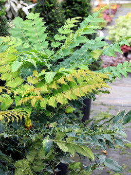 Mahonia pośrednia 'Winter Sun'