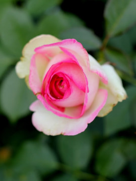 roza-pnaca-eden-rose85.jpg