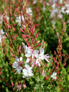 gaura-flamingo-white2.jpg