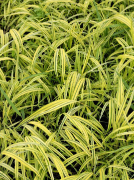 Hakonechloa smukła 'Aureola'