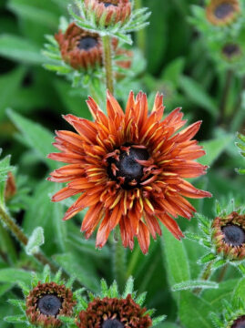 Rudbekia Flamenco® 'Dark Orange'