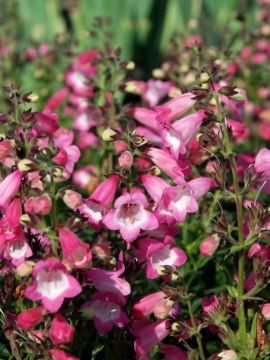 penstemon_harlequin_pink_3.jpg