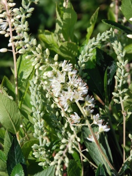 Orszelina olcholistna 'Hummingbird'