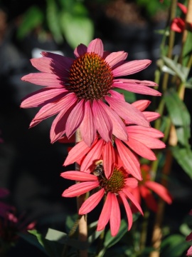 Jeżówka 'Glowing Dream' 