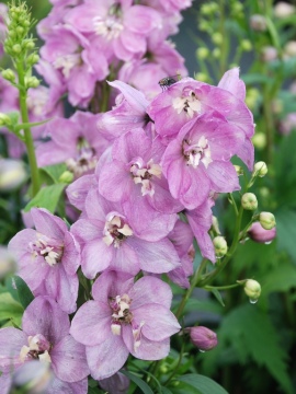 Ostróżka PACIFIC 'Astolat'