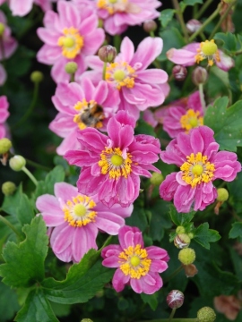 zawilec-littele-breeze-sweet.JPG