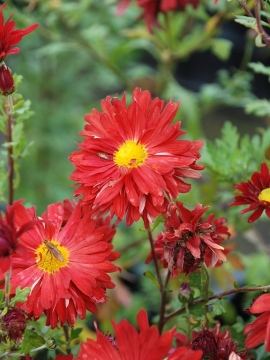 Złocień 'Duchess of Edinburgh'