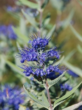 barbula-klandonska-kew-blue.JPG
