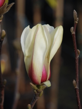 Magnolia 'Sunrise'
