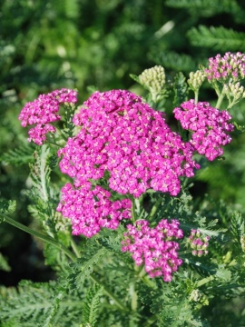 Krwawnik pospolity 'Pretty Belinda'