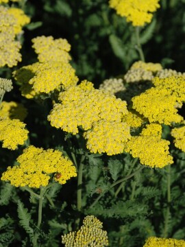 Krwawnik pospolity 'Sassy Summer Lemon'